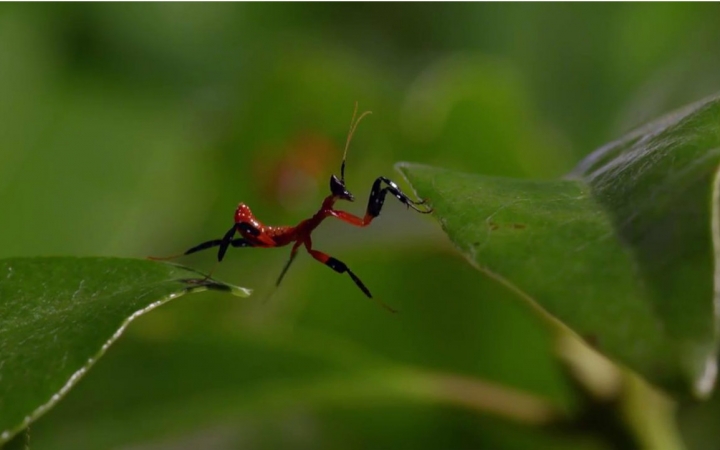 小螳螂vs了跳蛛-大作战!
