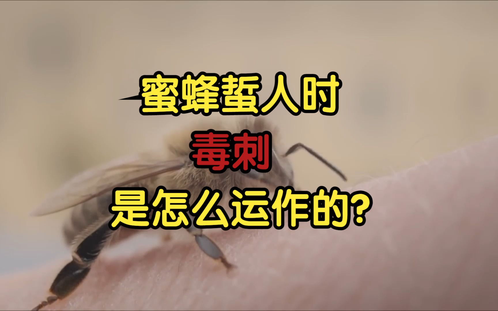 蜜蜂蜇人的时候,它的毒刺是怎么运作的?