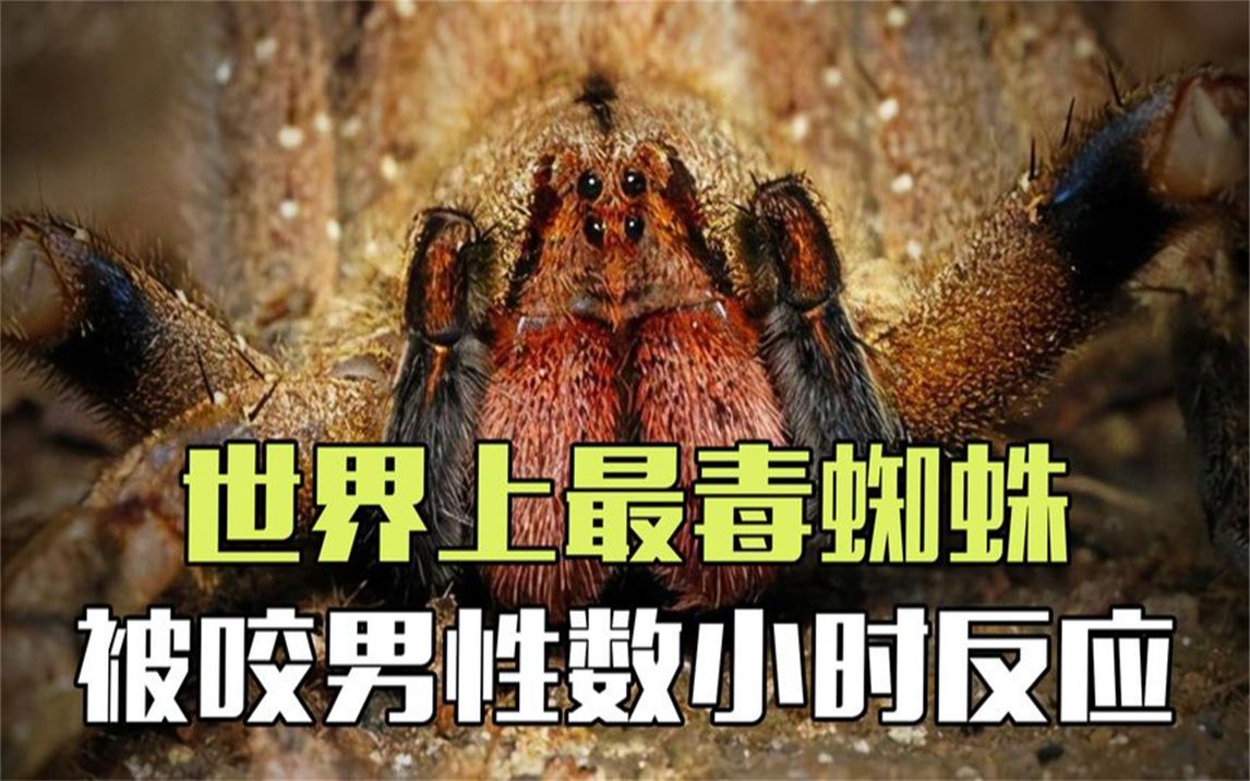 世界第一毒蜘蛛毒性图片