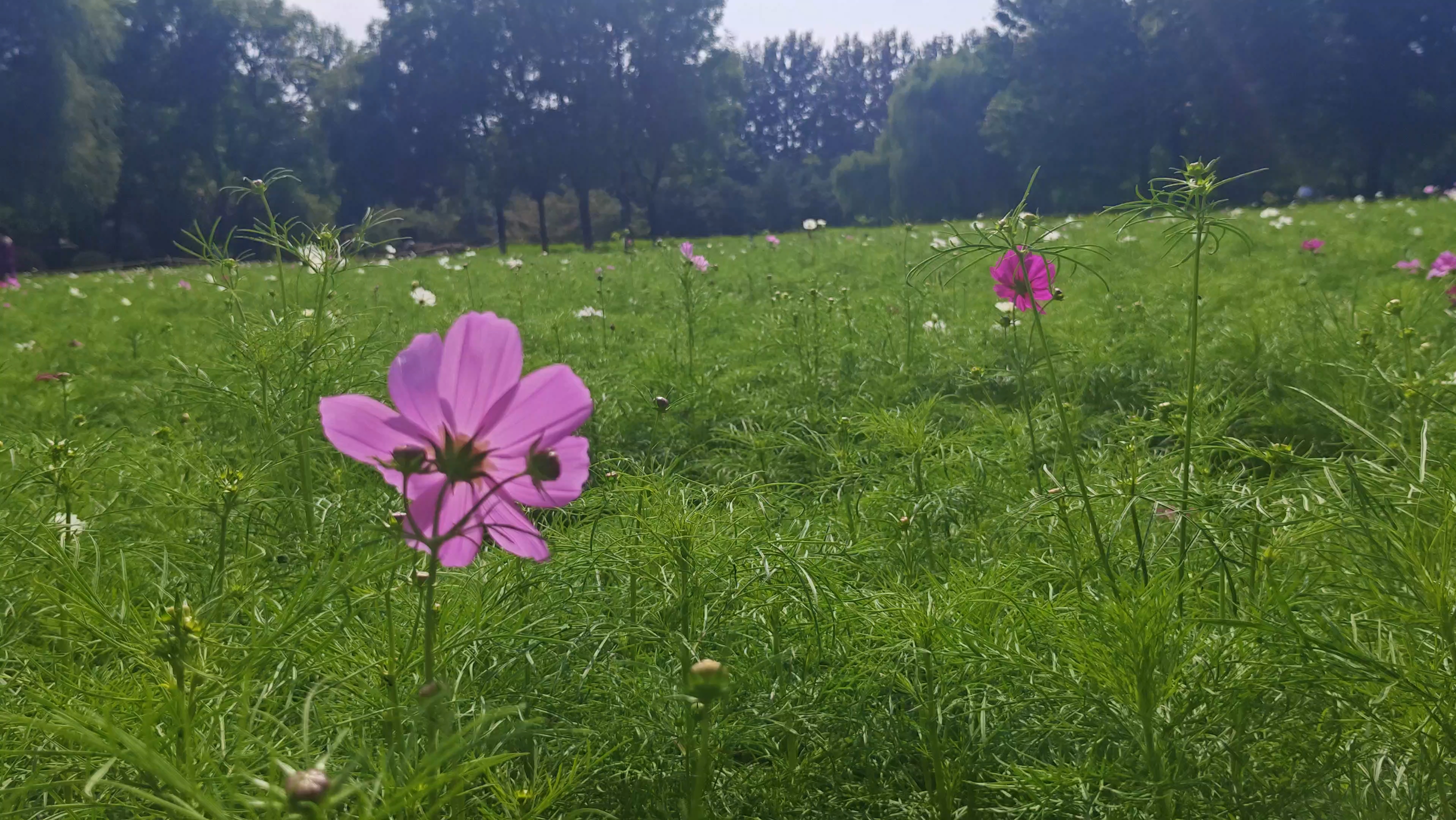 手机随拍之北京奥森公园波斯菊、狼尾草和地肤草外景都是不错的选择哔哩哔哩bilibili