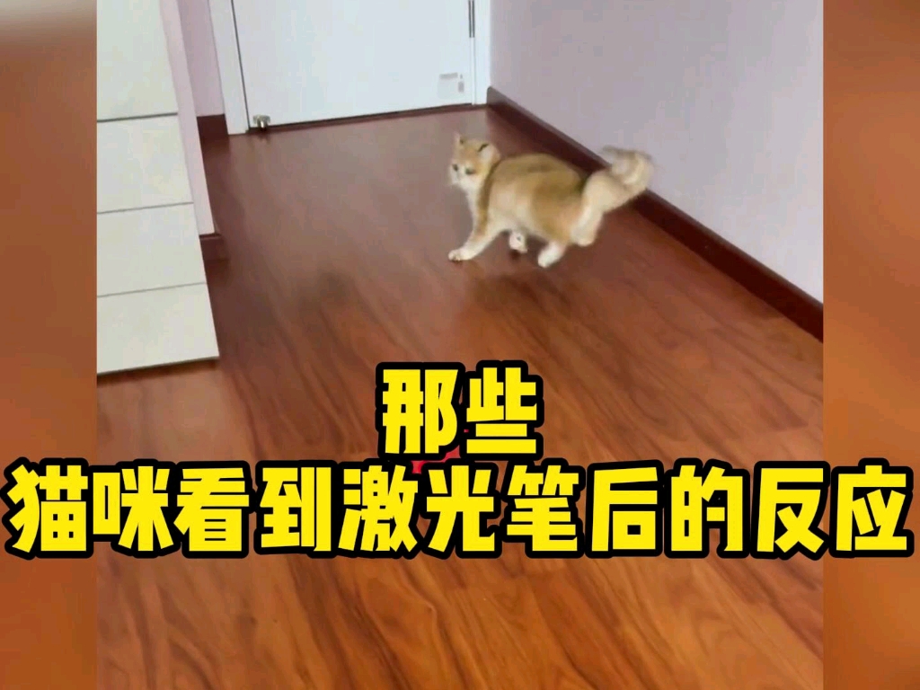 那些猫咪看到激光笔后的反应,来看看谁的表情更夸张.