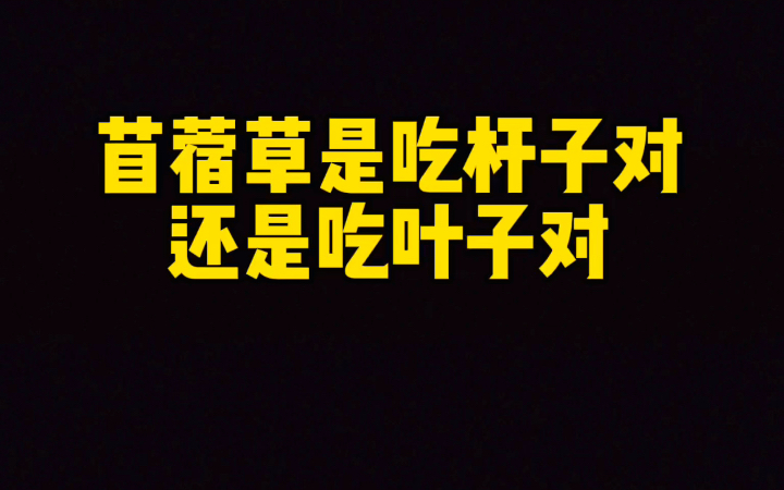 苜蓿草到底是吃杆子好还是吃叶子好,你们都给小宠吃对了吗哔哩哔哩bilibili