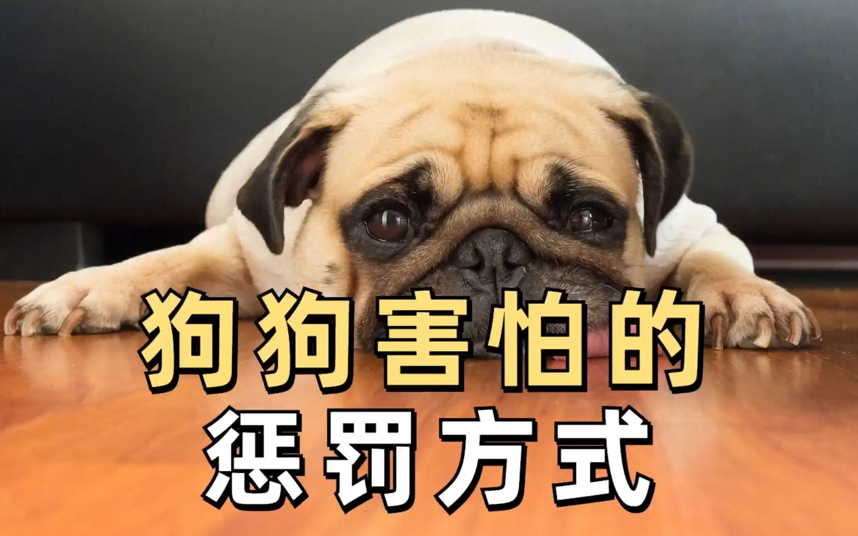 狗狗害怕的5种惩罚方式,随便一种它都怕