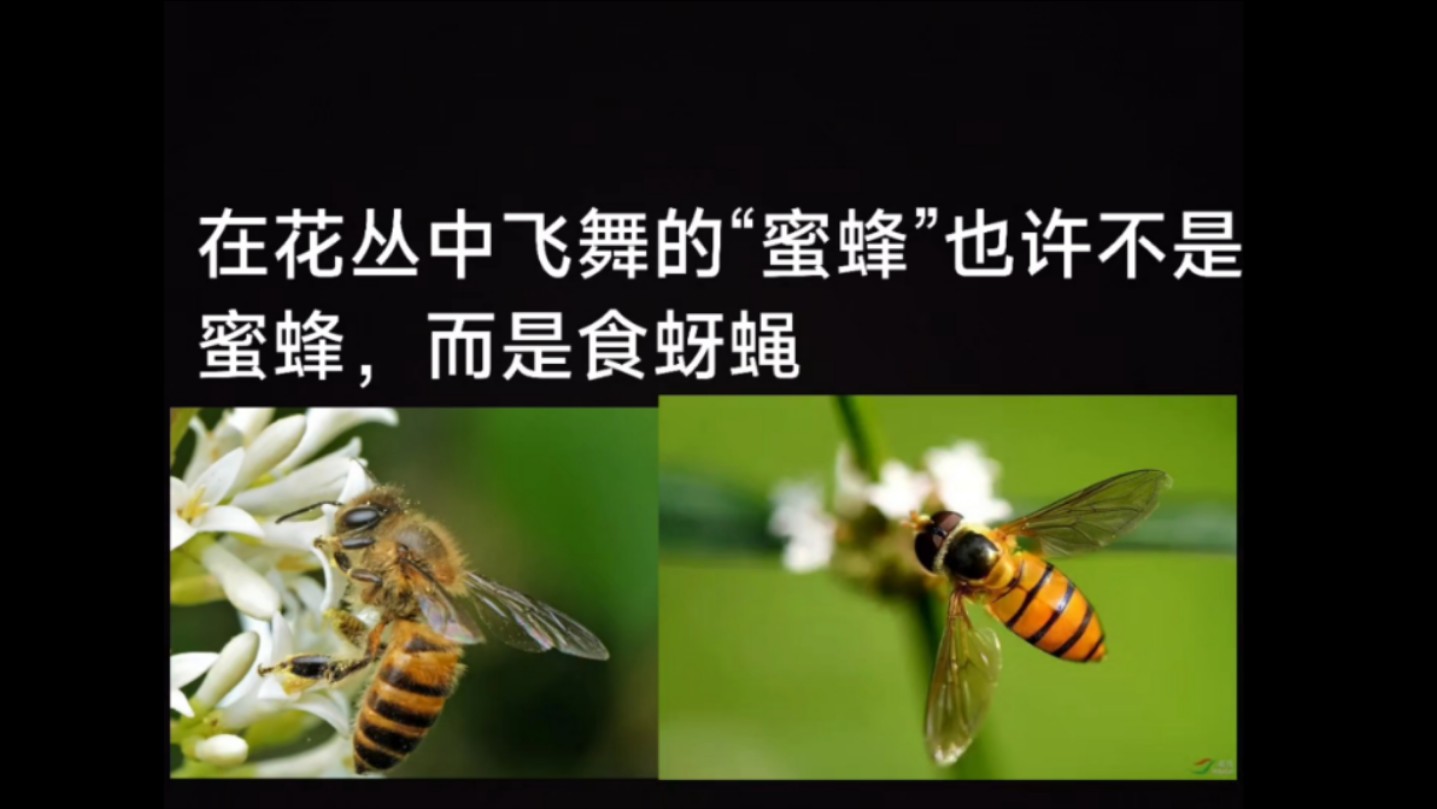 蜜蜂与食蚜蝇的简易区分方法,典型的贝氏拟态