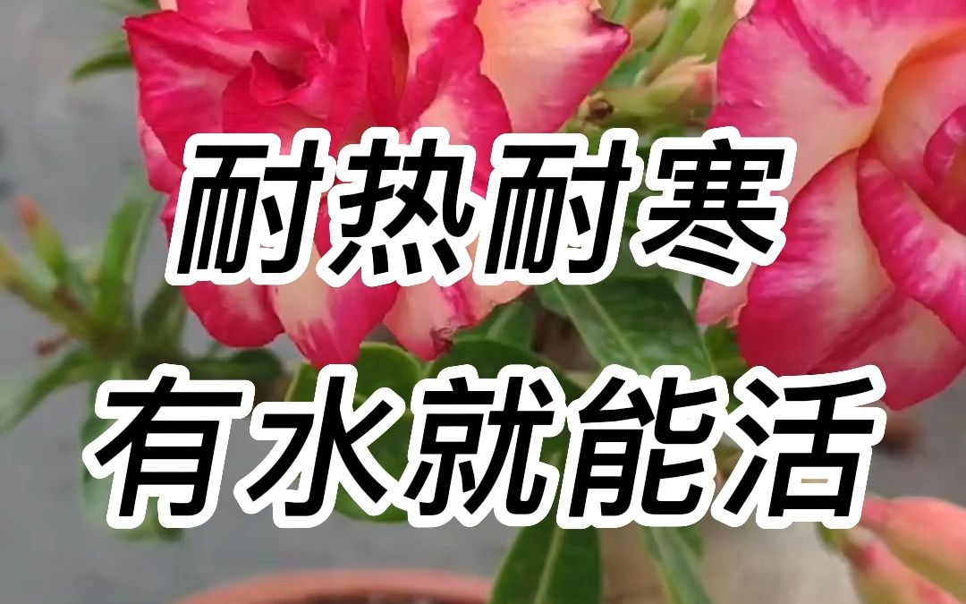 沙漠玫瑰的养殖方法哔哩哔哩bilibili