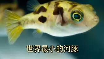 你见过最小的淡水河豚巧克力娃娃吗 粤语英语双语科普看看大眼萌的小心机 哔哩哔哩 Bilibili