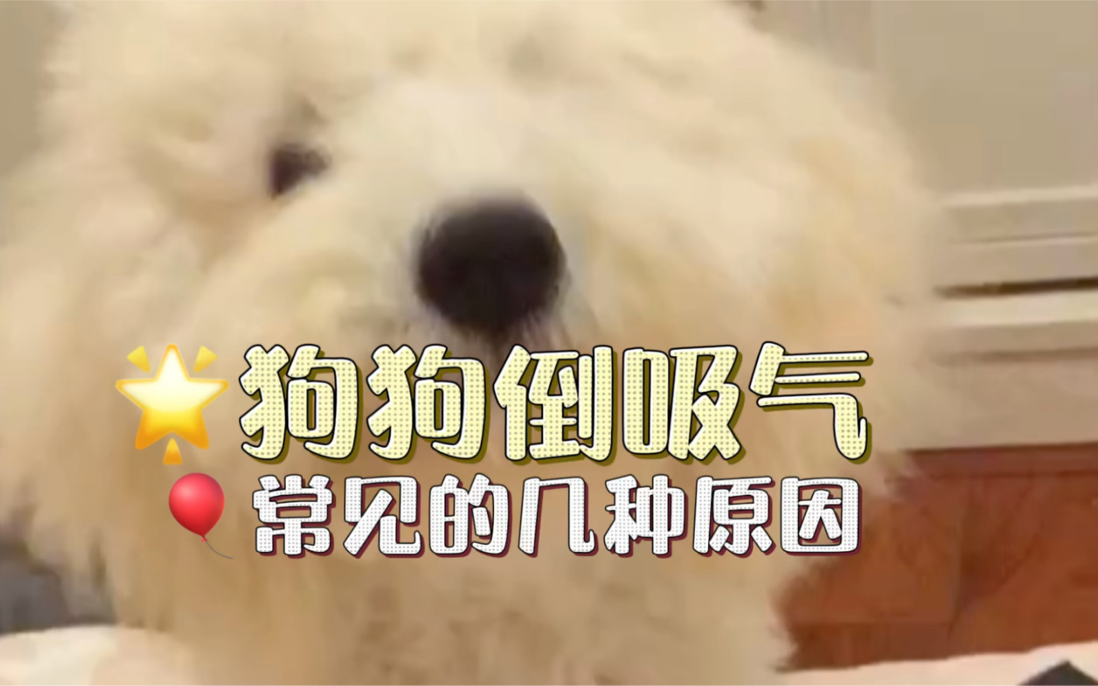 狗狗出现倒吸气的几种原因哔哩哔哩bilibili