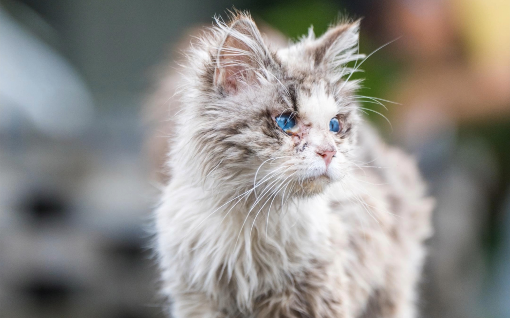 [图]落难小猫后续来了，送到医院后发现竟没有三个月的小猫重...仅有1.6kg！