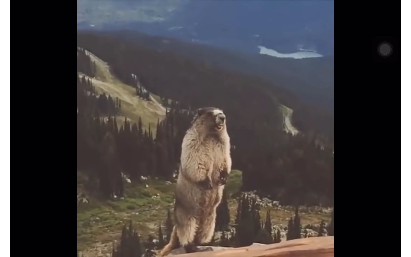 土拨鼠呐喊素材分享(耳机党声音注意,播前调小音量)