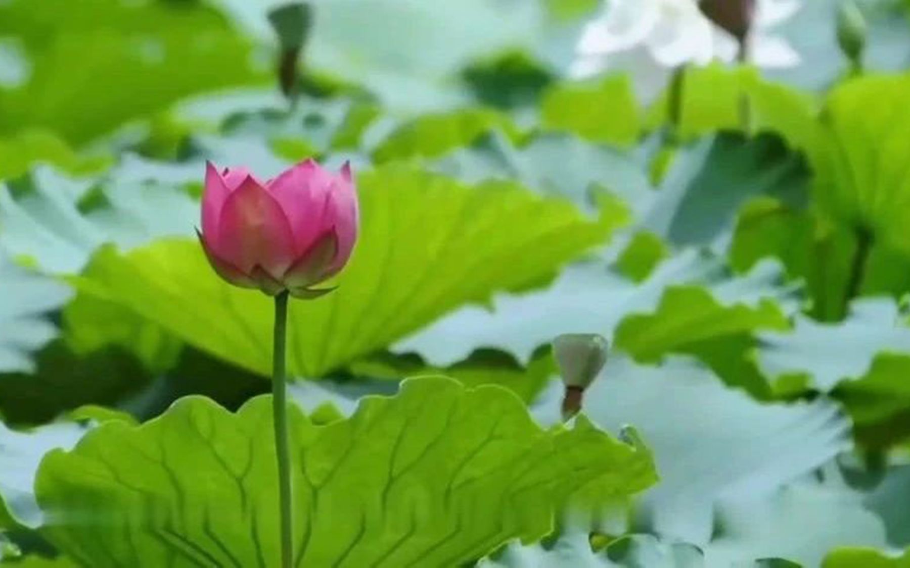 [图]一首《荷塘月色》祝夏日安康！