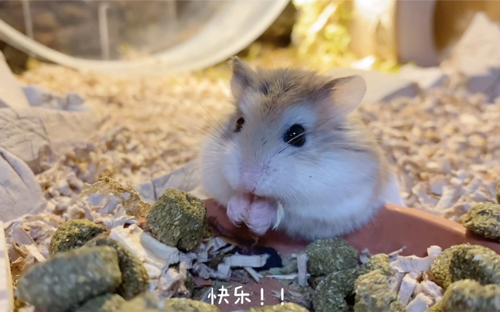 仓鼠吃零食的快乐