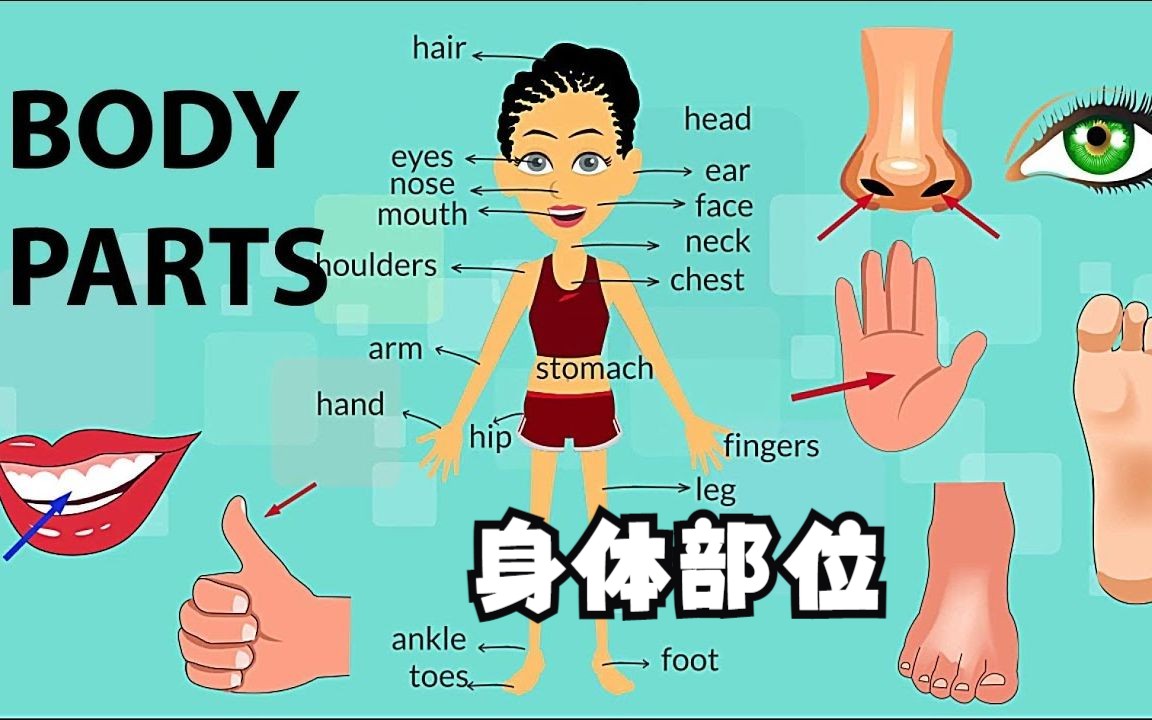 身体部位单词(Body Parts Vocabulary)哔哩哔哩bilibili