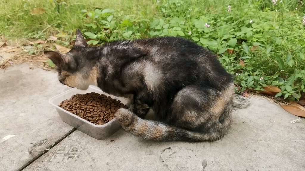 武汉武昌区流浪猫领养,一只三花猫哔哩哔哩bilibili