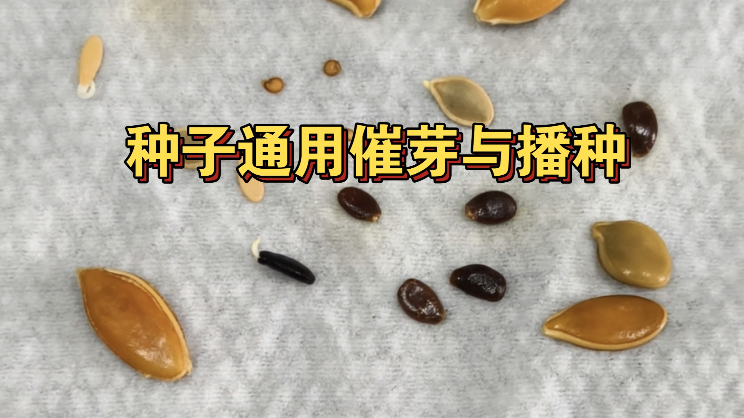 番茄、西瓜等种子通用催芽和种植教程，我这个方法已经比较简洁了，但也比较耗时间，所以你们种的少，还是买苗比较合适