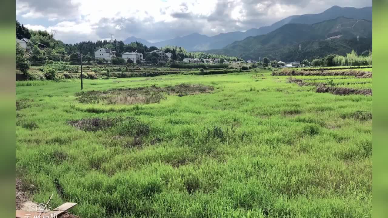 龙泉小梅镇大梅村:粮食生产功能区提标改造项目让土地重焕生机哔哩哔哩bilibili