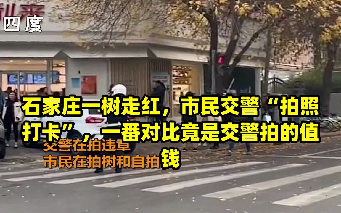 石家庄一树走红,市民交警“拍照打卡”,一番对比竟是交警拍的值钱哔哩哔哩bilibili