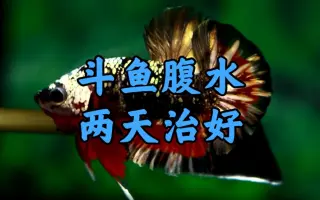 斗鱼腹水 哔哩哔哩 Bilibili