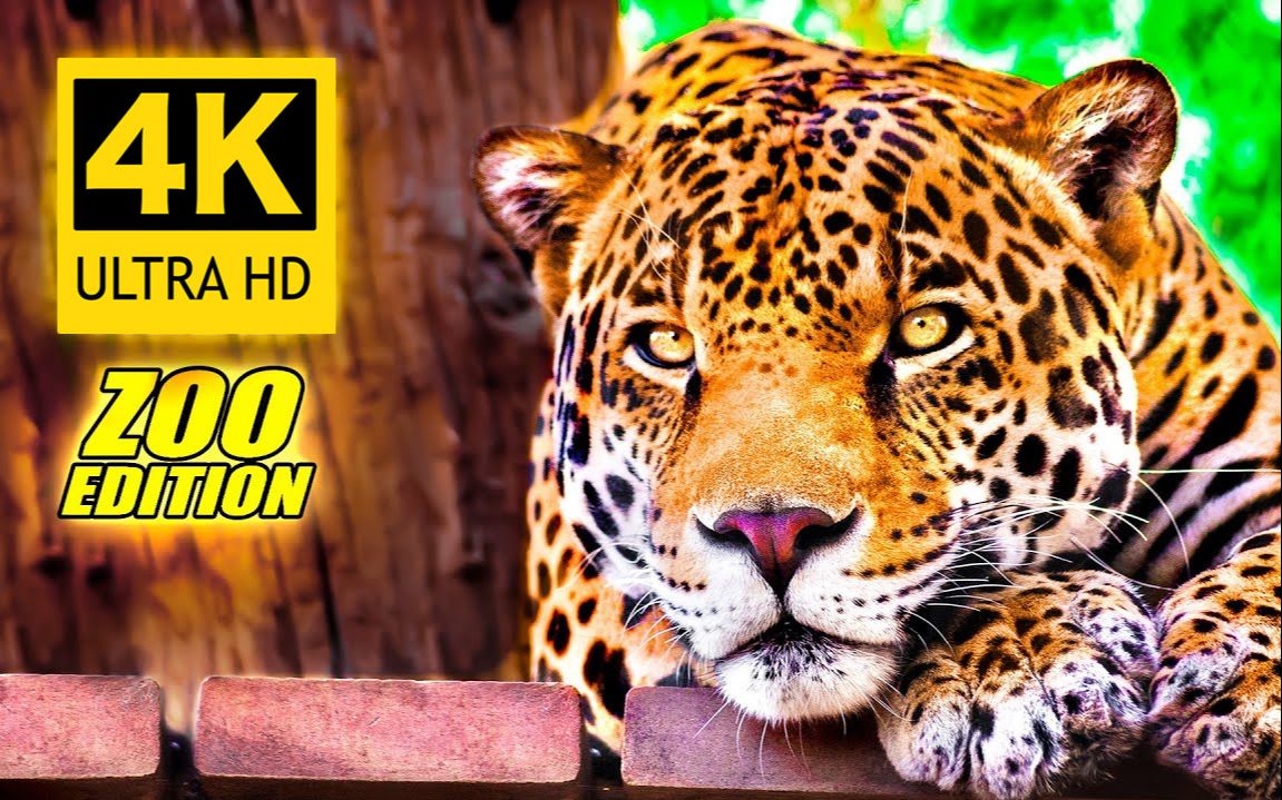 [图]【4K】超高清动物园之旅 / An Amazing Zoo Trip