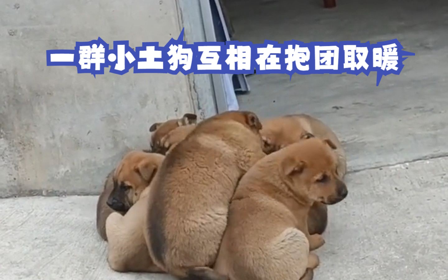 一群小土狗互相在抱团取暖,温馨又治愈