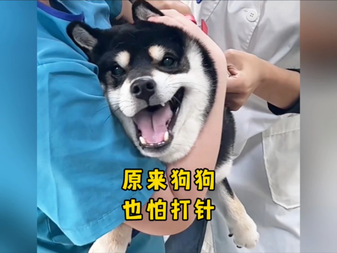 原来狗狗也这么怕打针,像不像你小时候打针的样子
