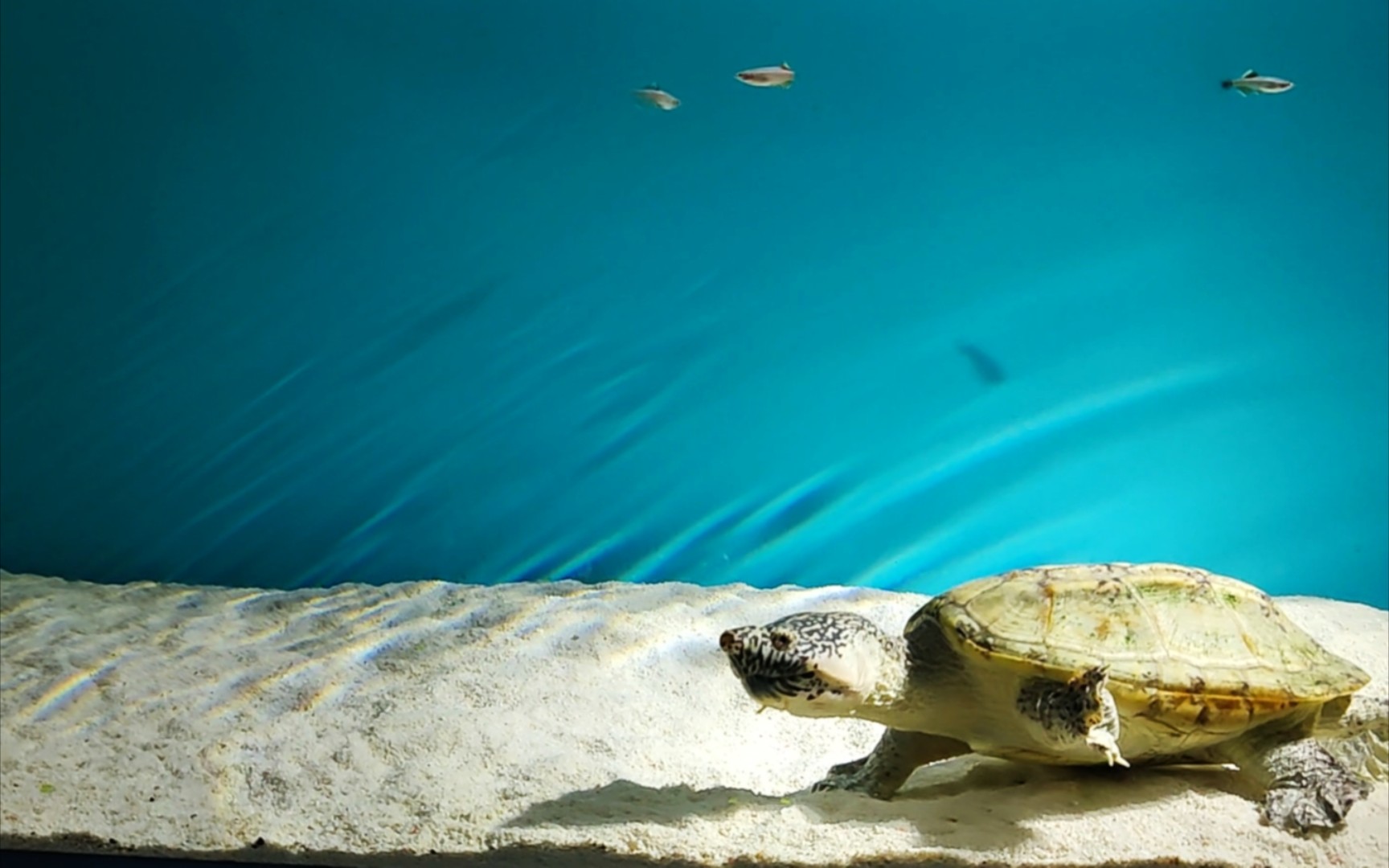 龟缸～墨蛋～墨西哥蛋龟～龟,鱼