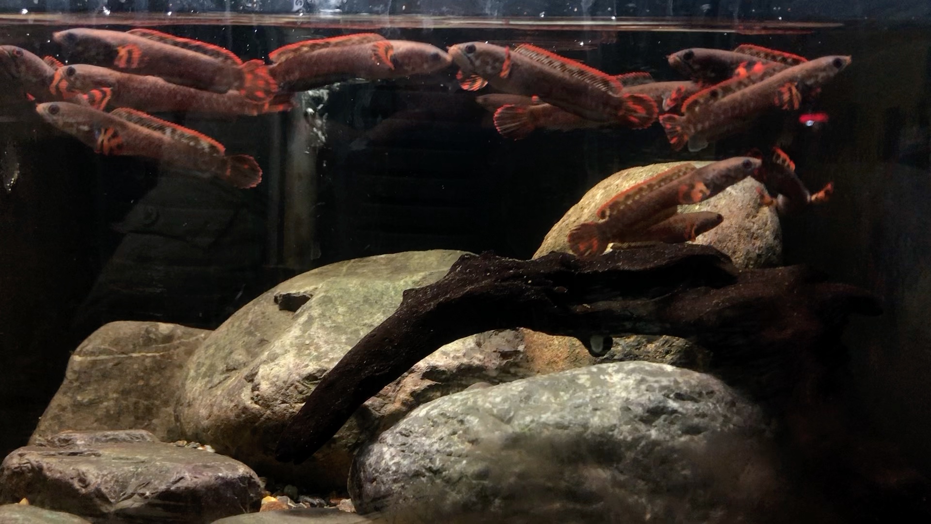 巧克力七彩雷龙苗子长大了,越来越红啦!