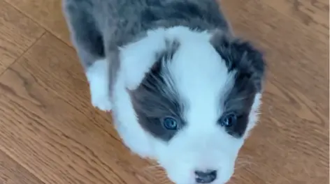 蓝白边牧朵拉的动态-哔哩哔哩