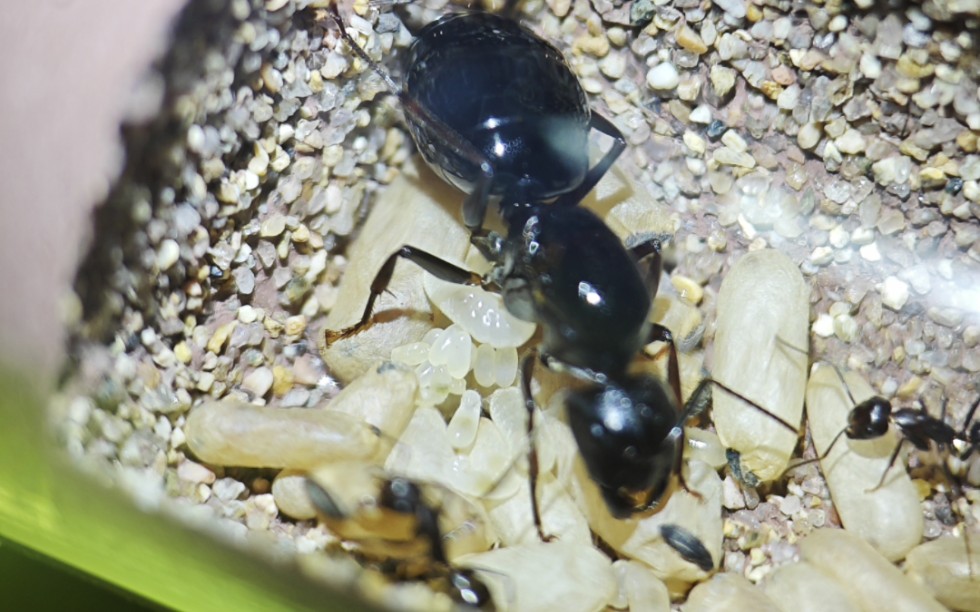 大头弓背蚁新后【第二十三天】