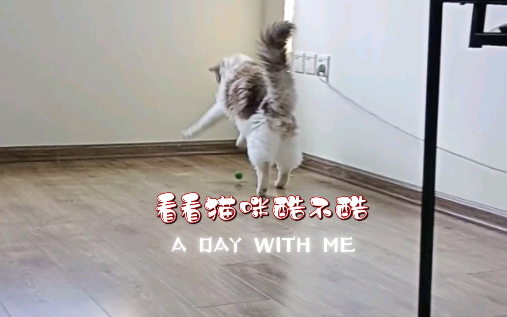 猫咪语录合集哔哩哔哩bilibili