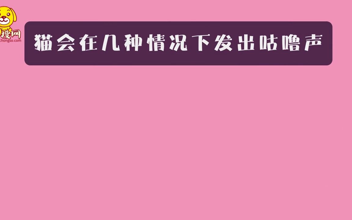 猫为什么会发出咕咕的声音哔哩哔哩bilibili