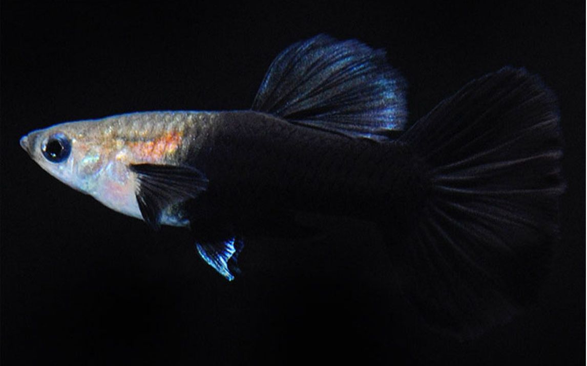 弘利花渔店hongli.shop孔雀鱼(凤尾)黑玫瑰产品2号