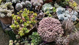 多肉花芽处理方法 哔哩哔哩 つロ干杯 Bilibili