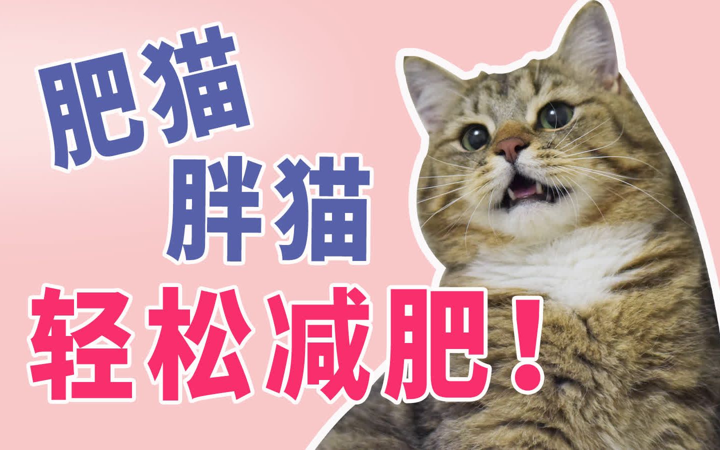 肥猫胖猫轻松减肥-养猫如何有效控制体重_哔哩哔哩_bilibili