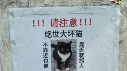 ＂那些被网暴的猫猫 晕死!大家也太可爱啦!哔哩哔哩bilibili