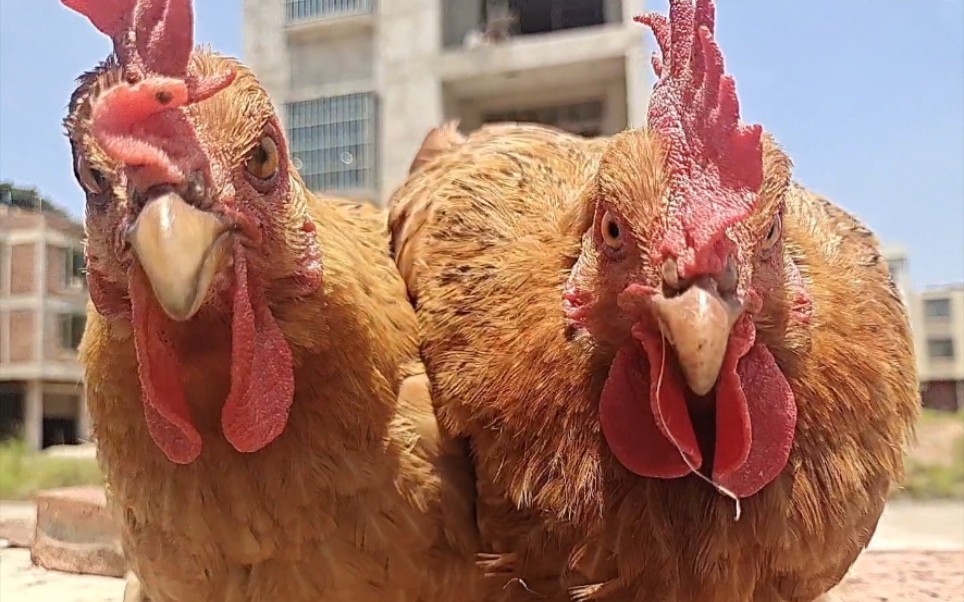 "双头恐龙鸡"_哔哩哔哩_bilibili