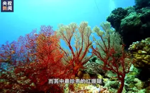 Download Video: 这个存在5亿年的生物到底是个啥？