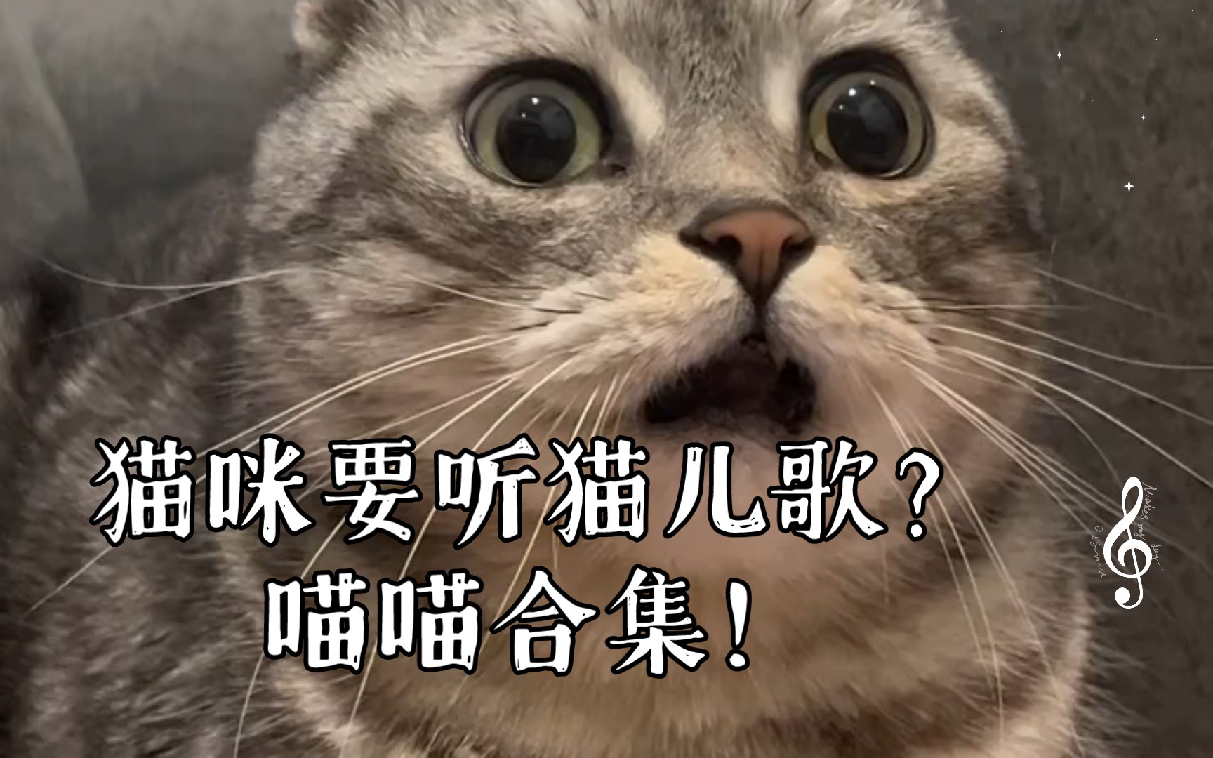 猫咪要听猫儿歌?喵喵合集!哔哩哔哩bilibili