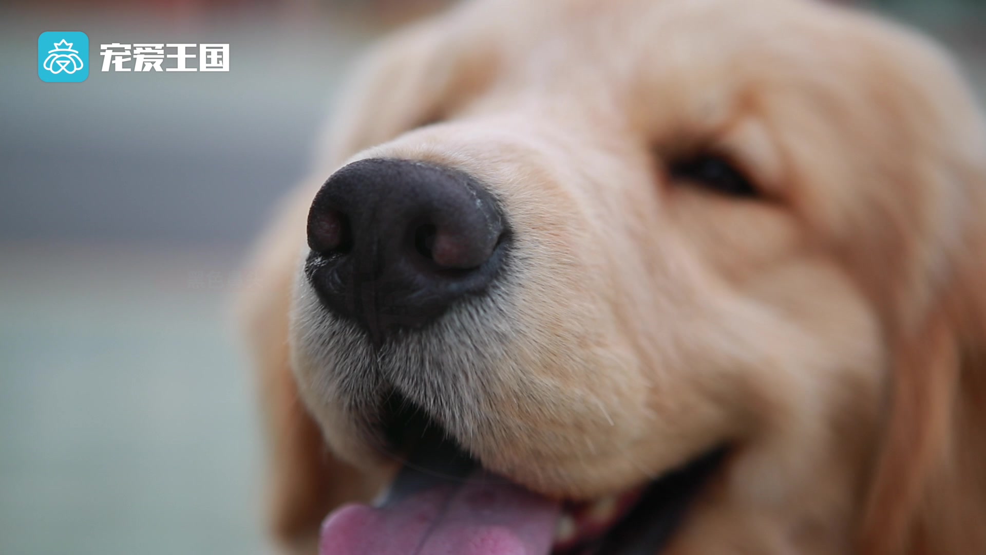 带你了解纯种犬之金毛巡回猎犬哔哩哔哩bilibili