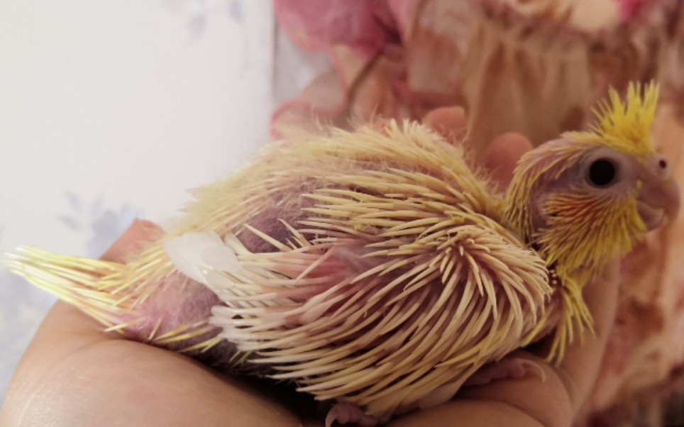 玄凤鹦鹉第15天羽管长出羽毛以后如期而至的羽粉和日益明显的小秃头