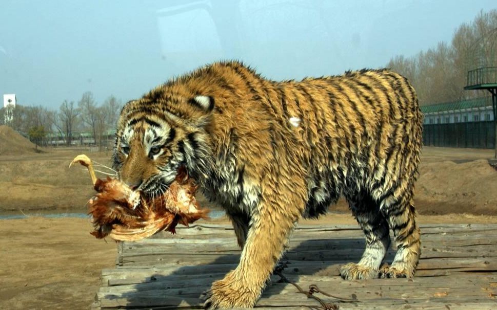 这只小东北虎叼着个什么东西