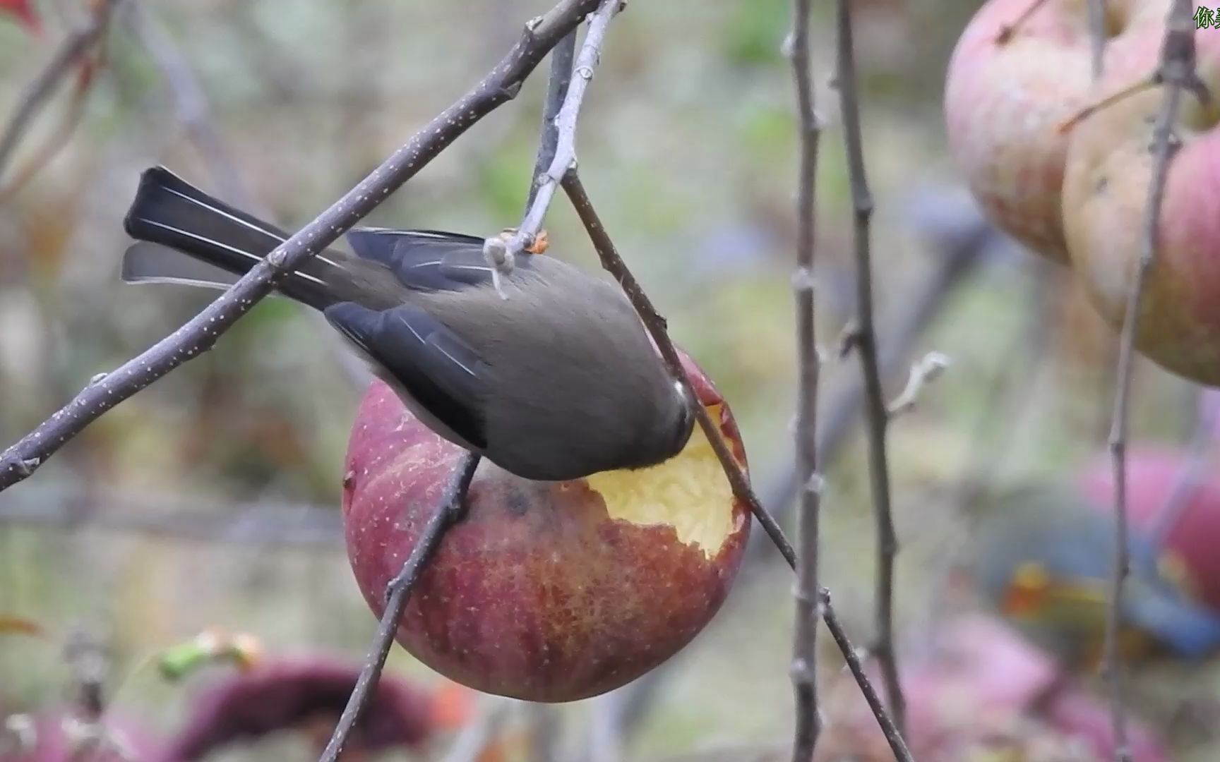 小鸟偷吃农家苹果被抓拍