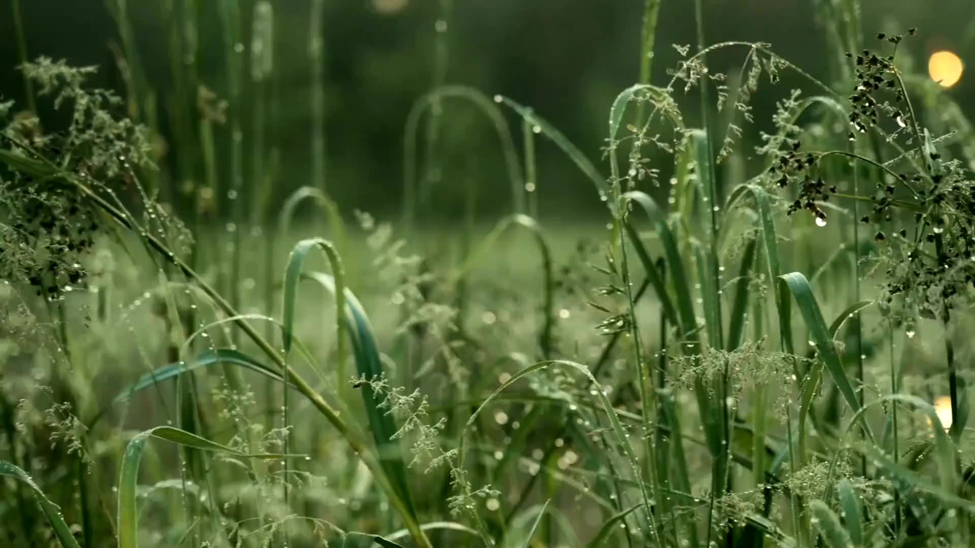 [图]多久没有看见过清晨的露水了