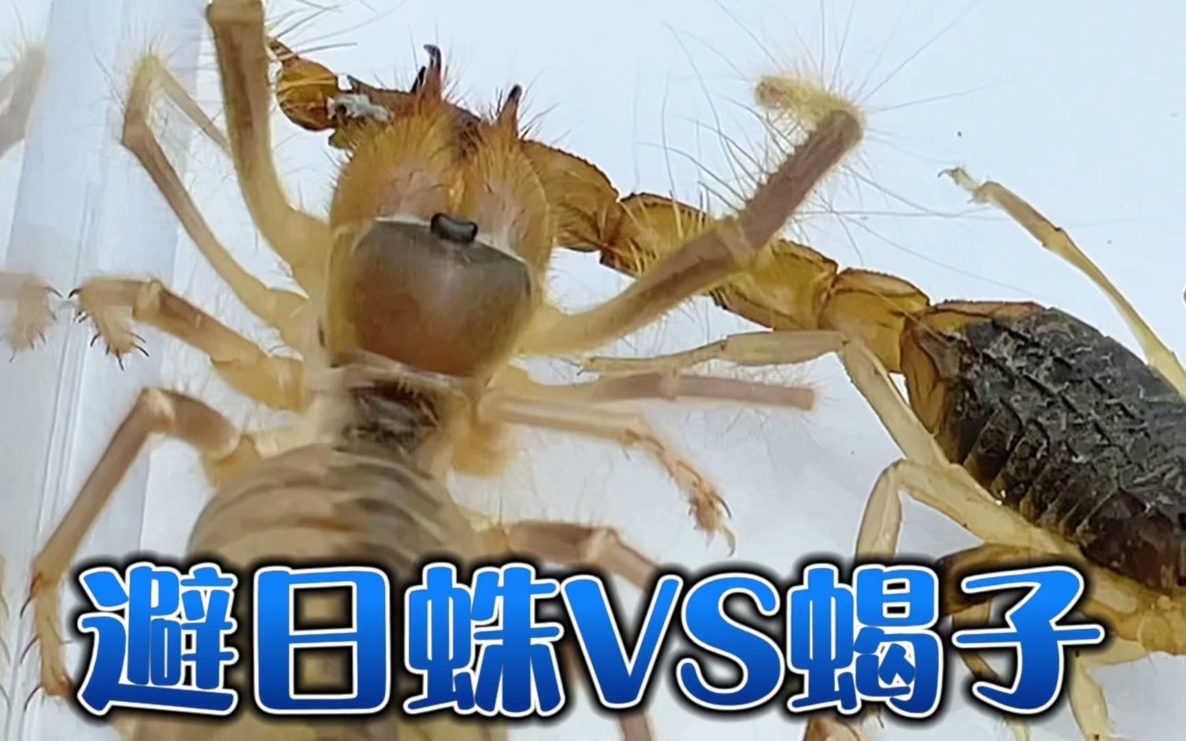 避日蛛vs蝎子 骆驼蜘蛛大战pk蝎子_哔哩哔哩_bilibili