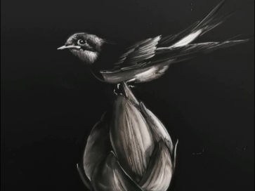 教你用粉笔画燕子