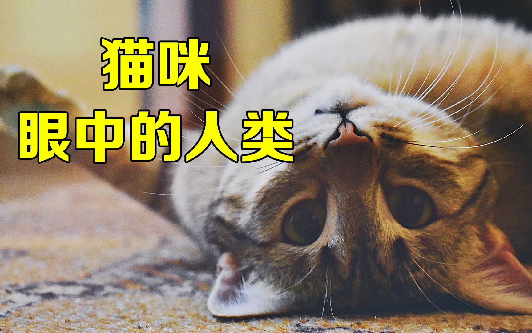 [图]在猫咪眼中人类是什么？人类的这些行为又是什么意思呢？