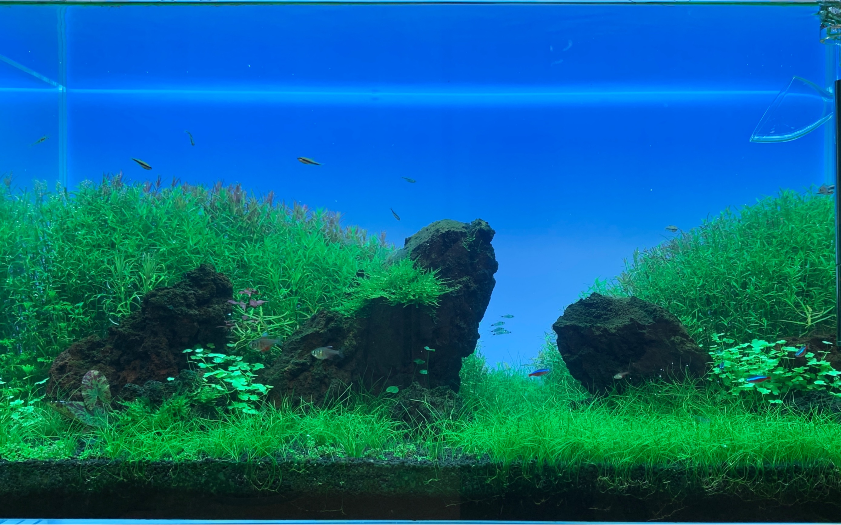 90草缸 开缸60天记录