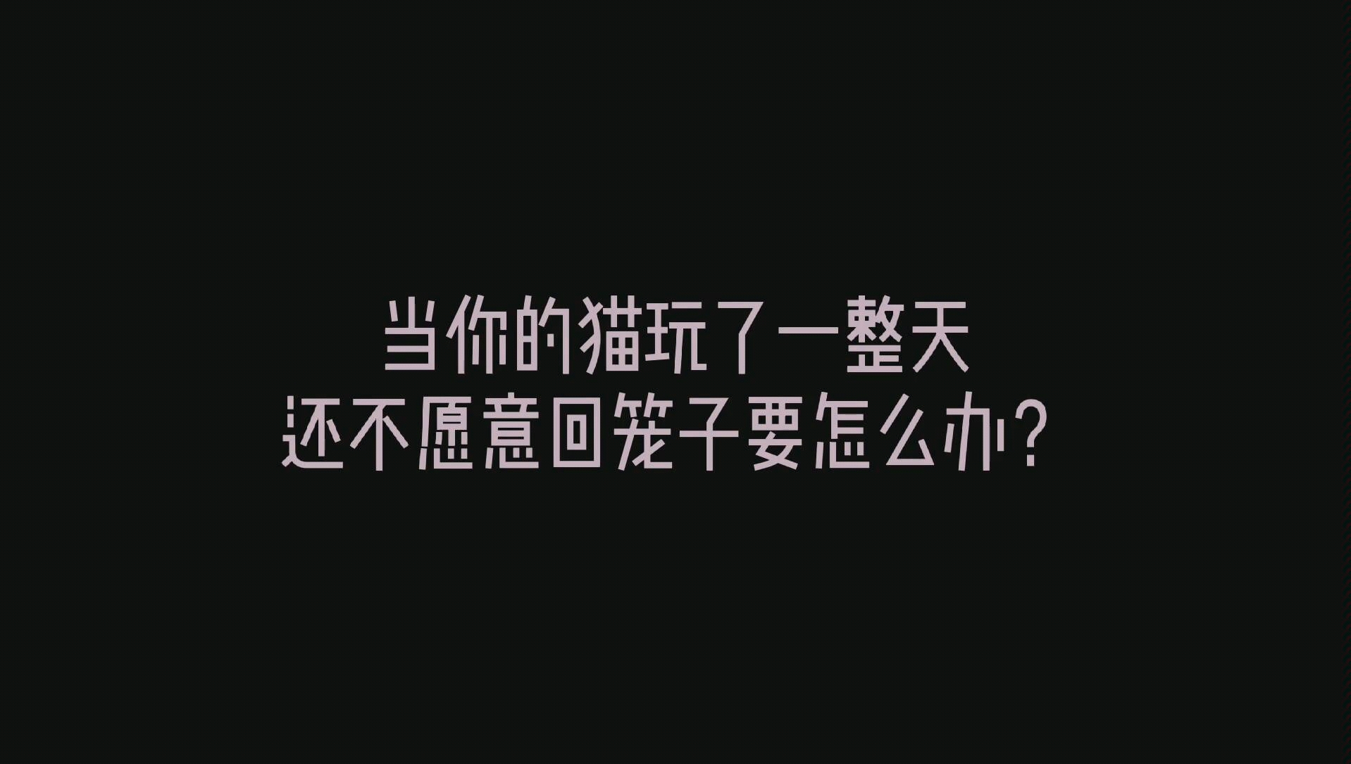 今天教大家一招,如何不伤感情又不受伤,让贪玩猫咪乖乖回笼子哔哩哔哩bilibili