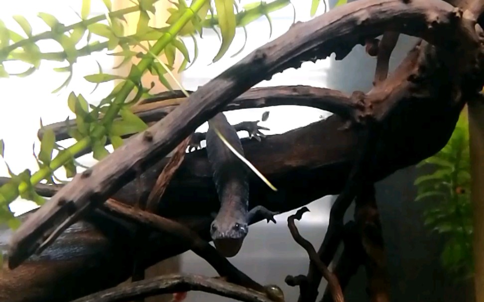 【多瑙河冠欧螈】亚成体×2