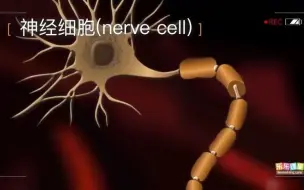 Скачать видео: 2019人教版生物学选择性必修1 §2.1 神经调节的结构基础-神经元