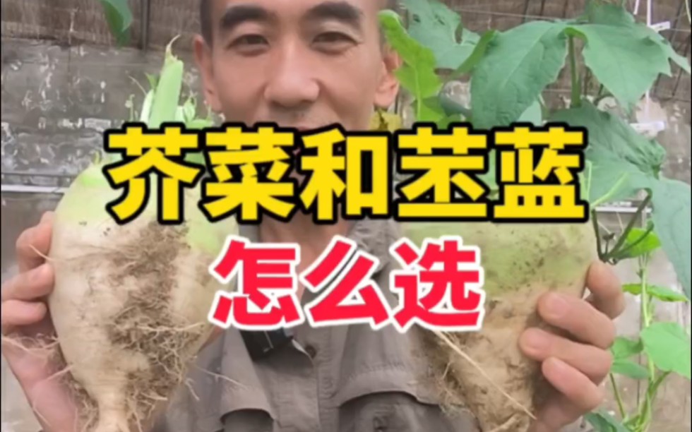 芥菜疙瘩和苤蓝,哪个好吃?-瘦叔堆肥-瘦叔堆肥-哔哩哔哩视频